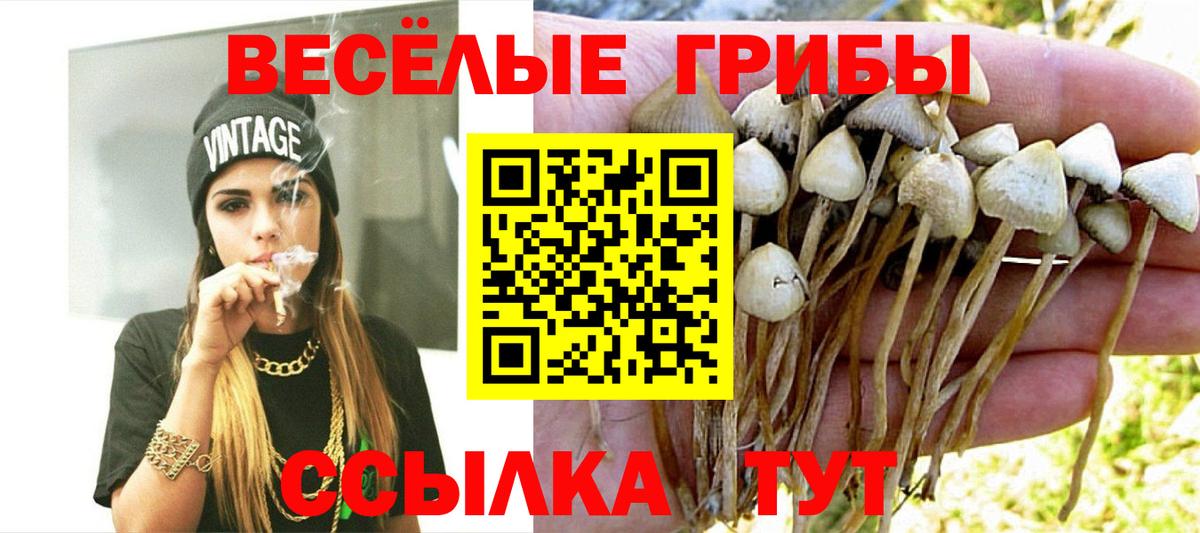 Димитровград  Псилоцибиновые грибы ЛСД  Вход с VPN 